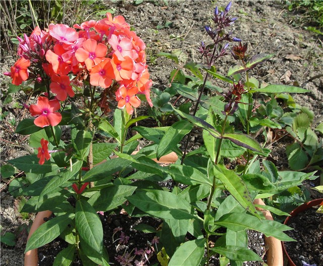 phlox paniculata - mlade upelcane biljke